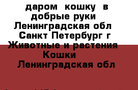 даром. кошку. в добрые руки - Ленинградская обл., Санкт-Петербург г. Животные и растения » Кошки   . Ленинградская обл.